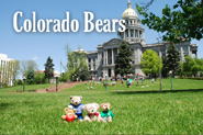 Colorado Bears